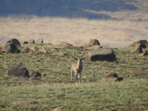 Mountain species package