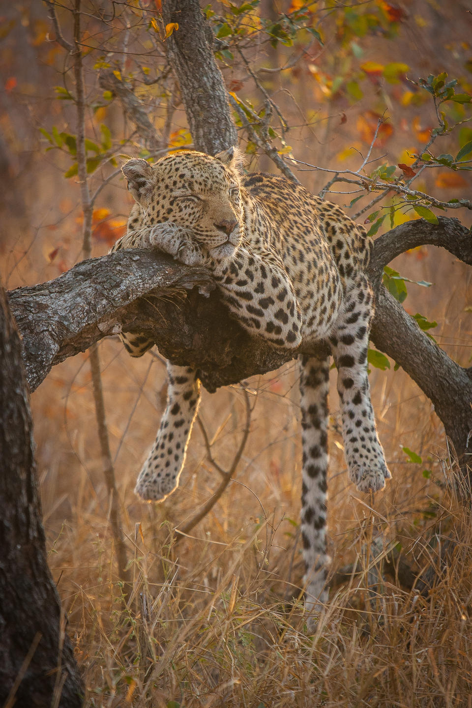 Londolozi Founders Camp