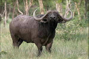 Cape Buffalo package