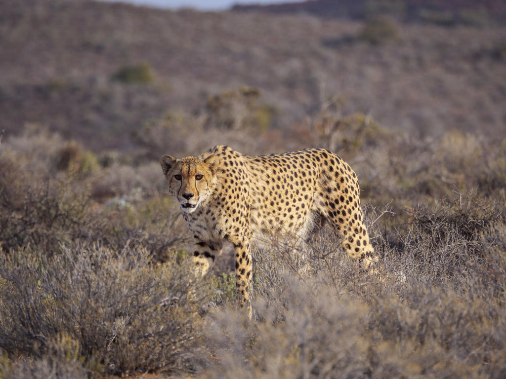 Gondwana Family Lodge