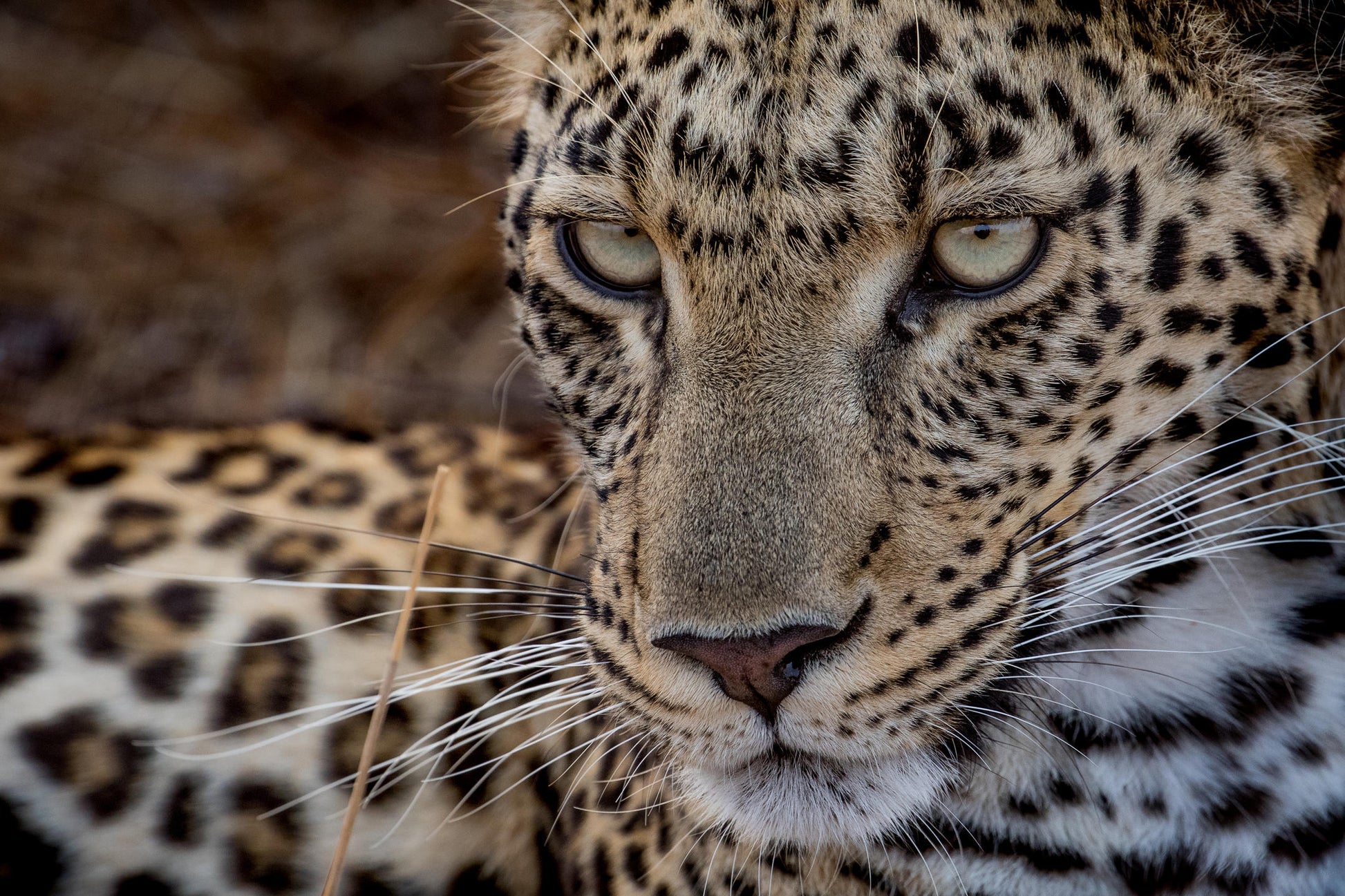 Londolozi Private Granite Suites