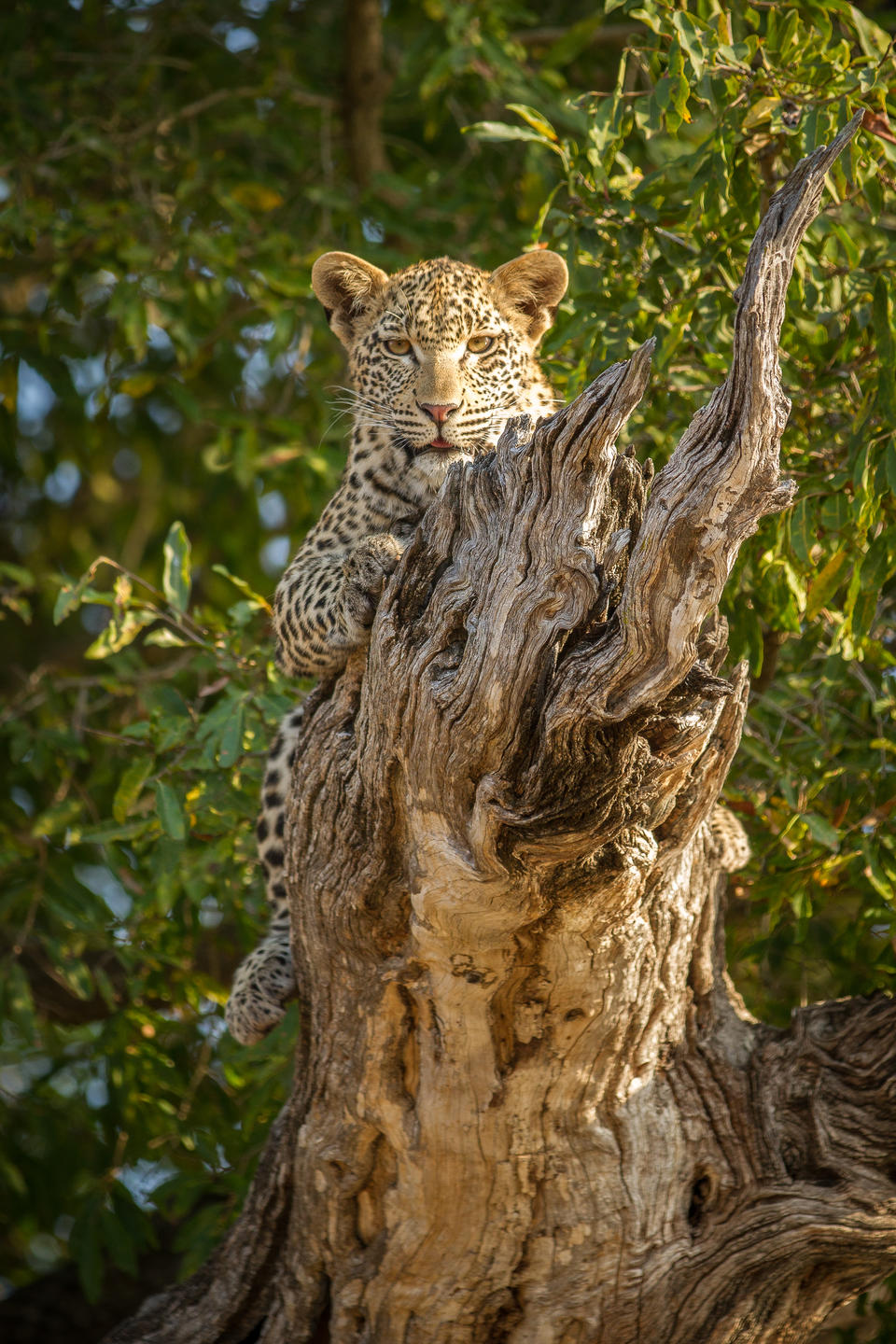 Londolozi Tree Camp