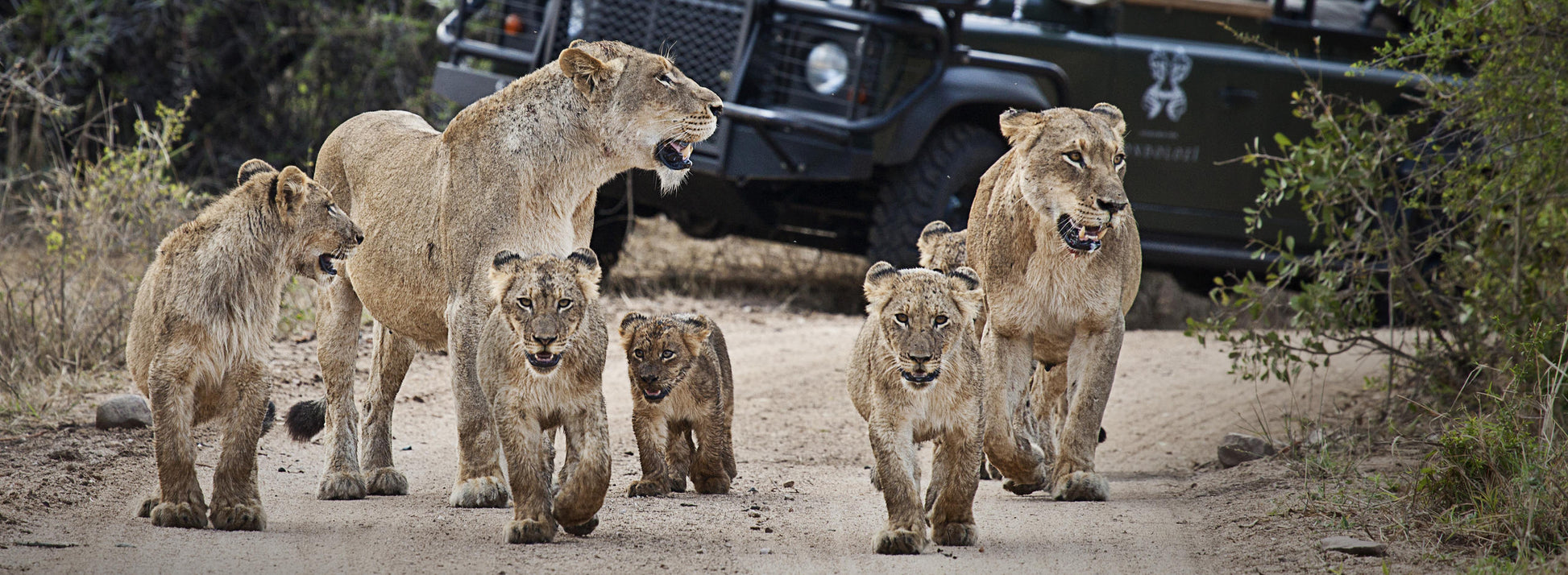 Londolozi Varty Camp