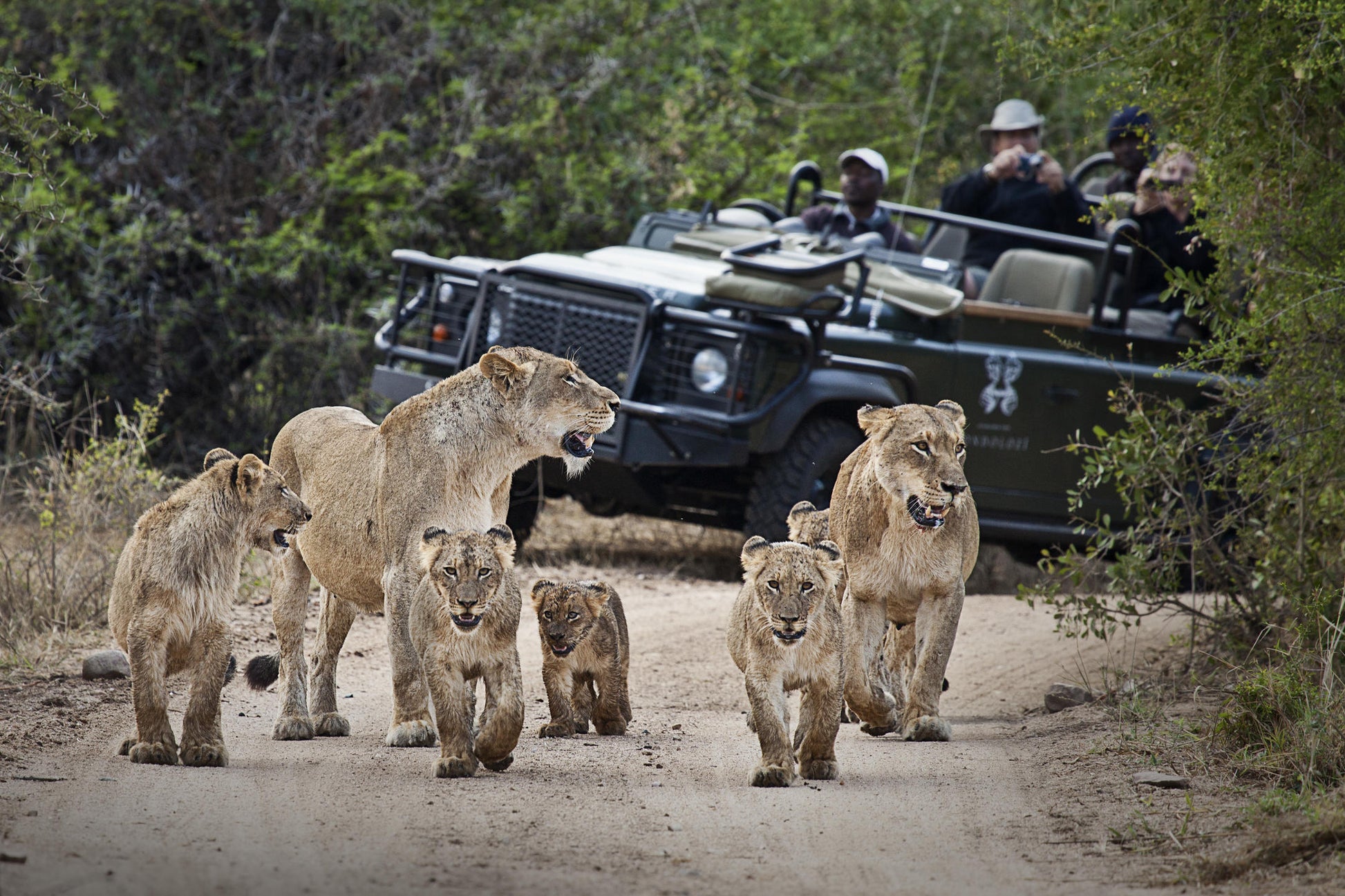Londolozi Founders Camp